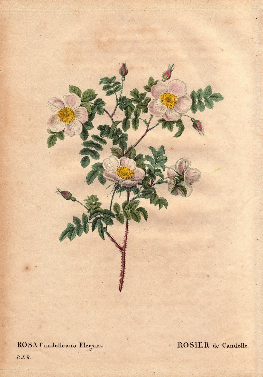 Botanische plaat, bloem, rozenvariëteit: De Candolle