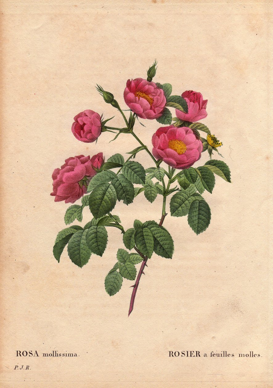Botanische plaat, bloem, roos variëteit: Roos met zachte bladeren. (Rosa mollissima flora submultiplici). Roos mollis variëteit, voor 1821. In 