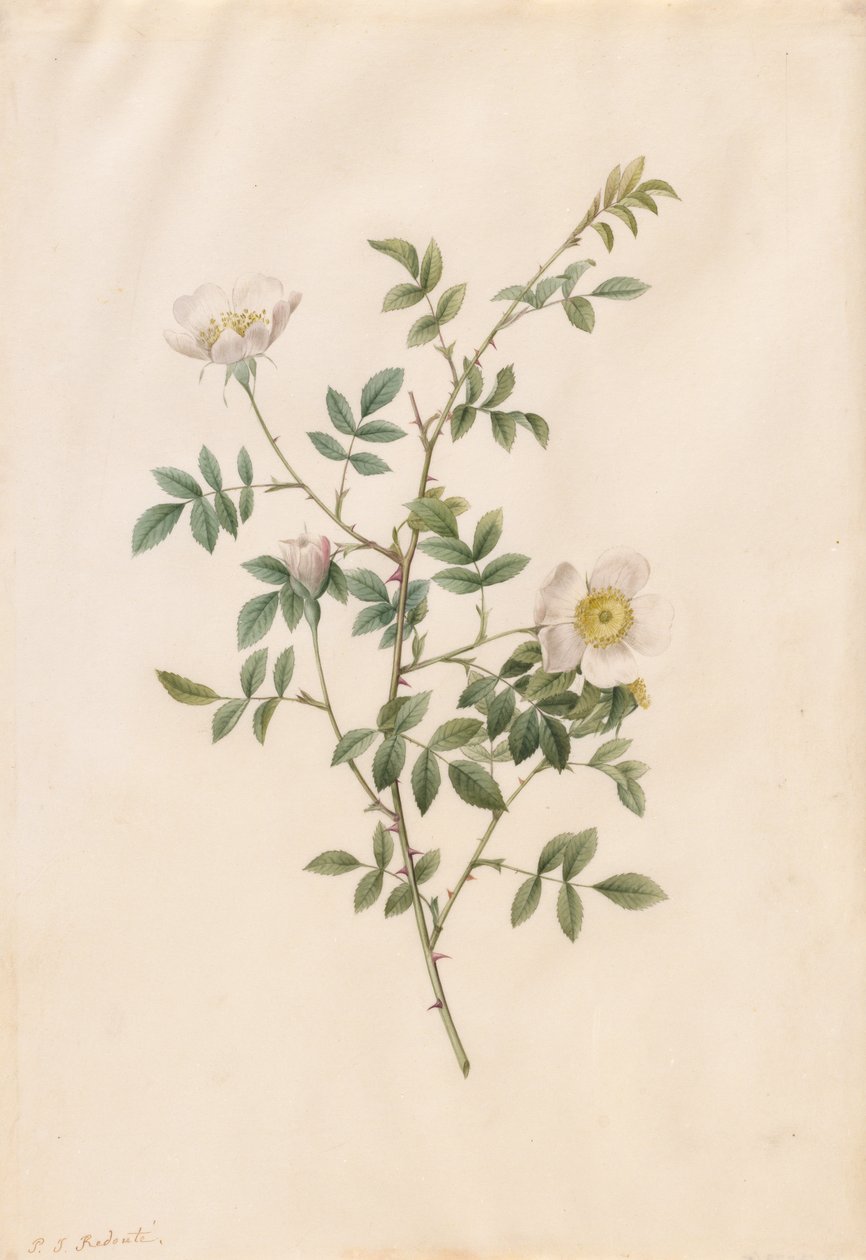 Hondsroos (Rosa Sepium Rosea) door Pierre Joseph Redouté
