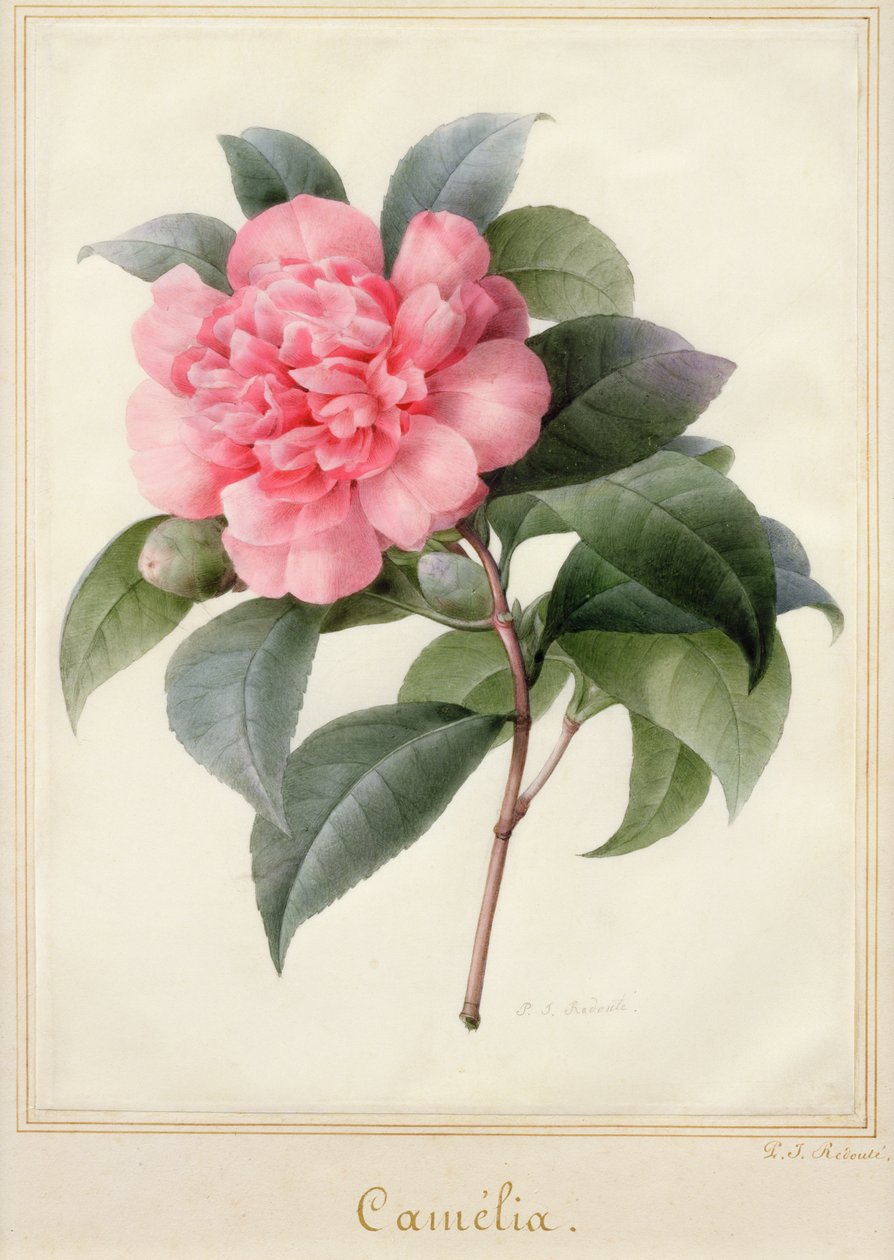 Camelia door Pierre-Joseph Redouté