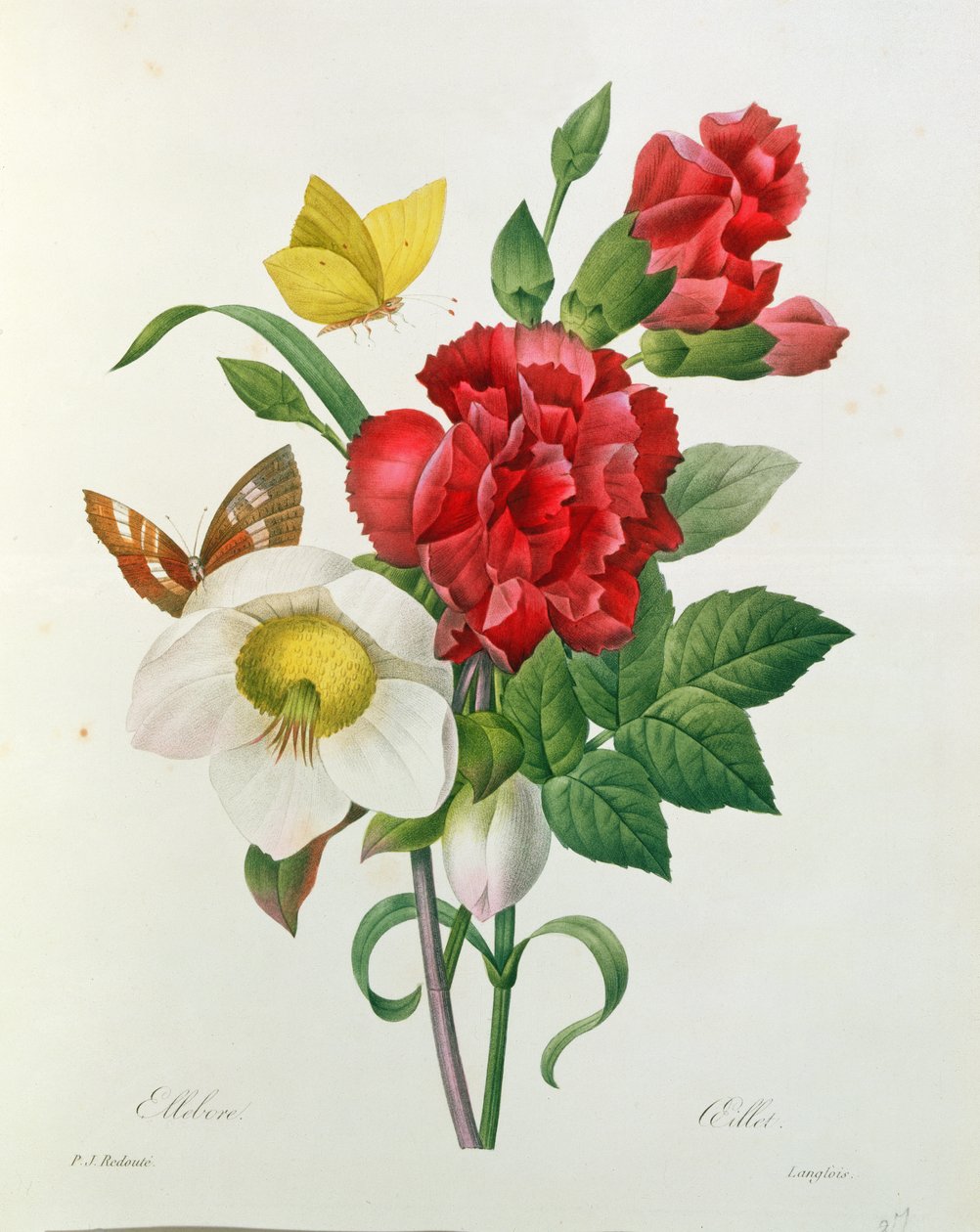 Kerstroos, Helleborus niger en rode anjer met vlinders, uit 