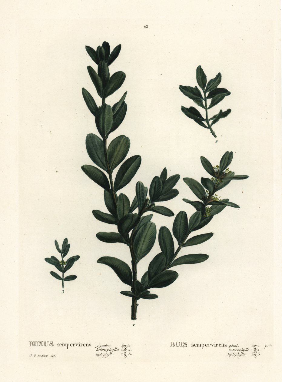 Gewone buxus, Europese buxus of buxushout door Pierre Joseph Redouté