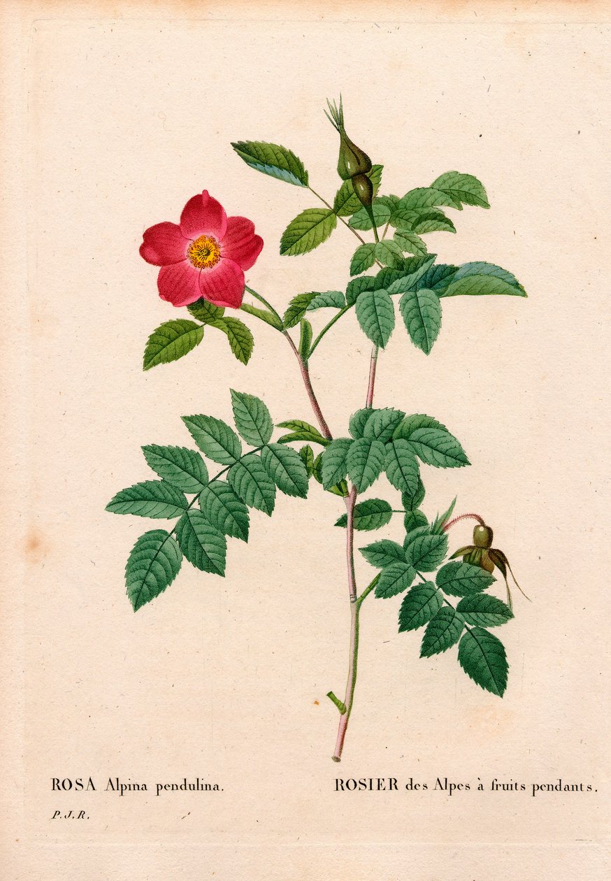 Roze alpenroos, Rosa pendulina. Handgekleurde stipple kopergravure uit Pierre Joseph Redoute