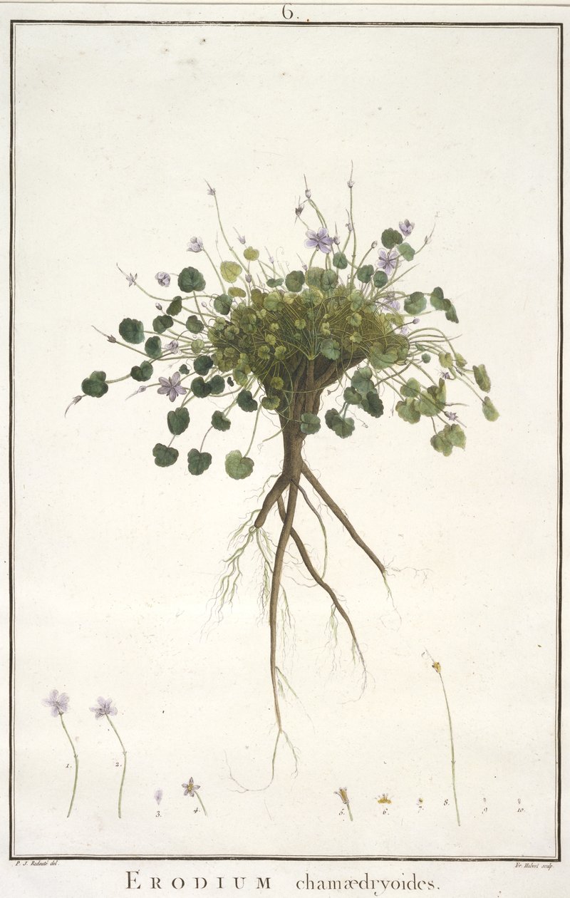 Erodium chamaedryoides, uit Geraniologia, seu Erodii, Pelargonii, Monsoniae et Grieli historia iconibus illustrata, 1787-88 (handgekleurde gravure) door Pierre Joseph Redouté