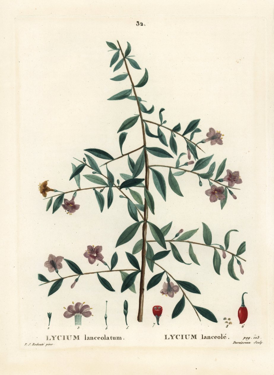 Goji-bes of Chinese boksdoorn, Lycium barbarum door Pierre Joseph Redouté