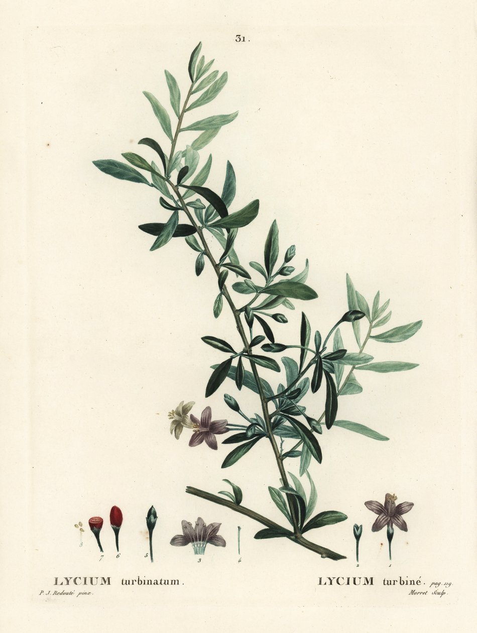 Goji bes of Chinese wolfbes door Pierre-Joseph Redouté