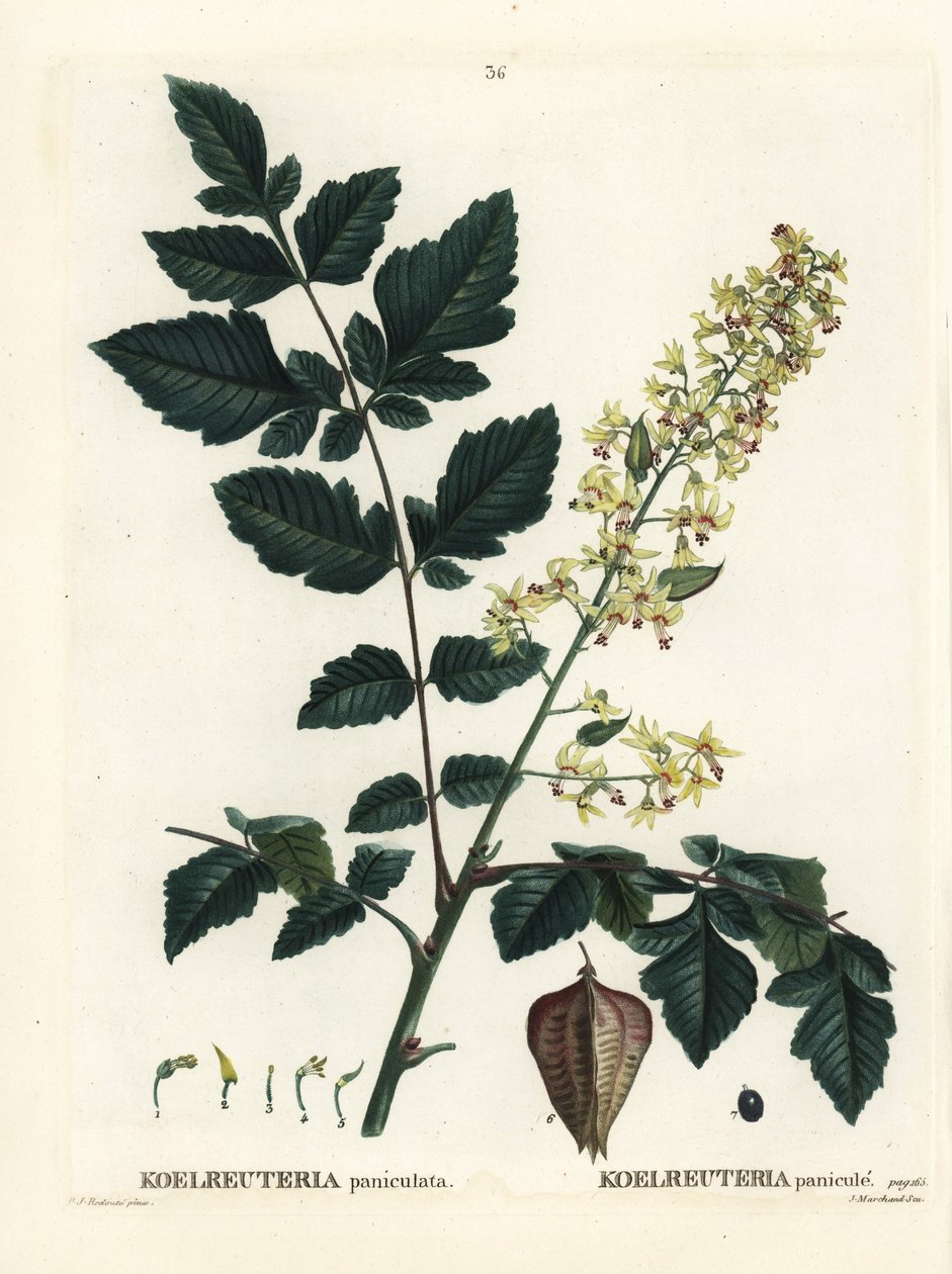 Goudenregenboom, trots van India, China boom of lakboom, Koelreuteria paniculata. Handgekleurde stipple gravure naar een illustratie van Pierre-Joseph Redoute uit Henri Louis Duhamel du Monceau