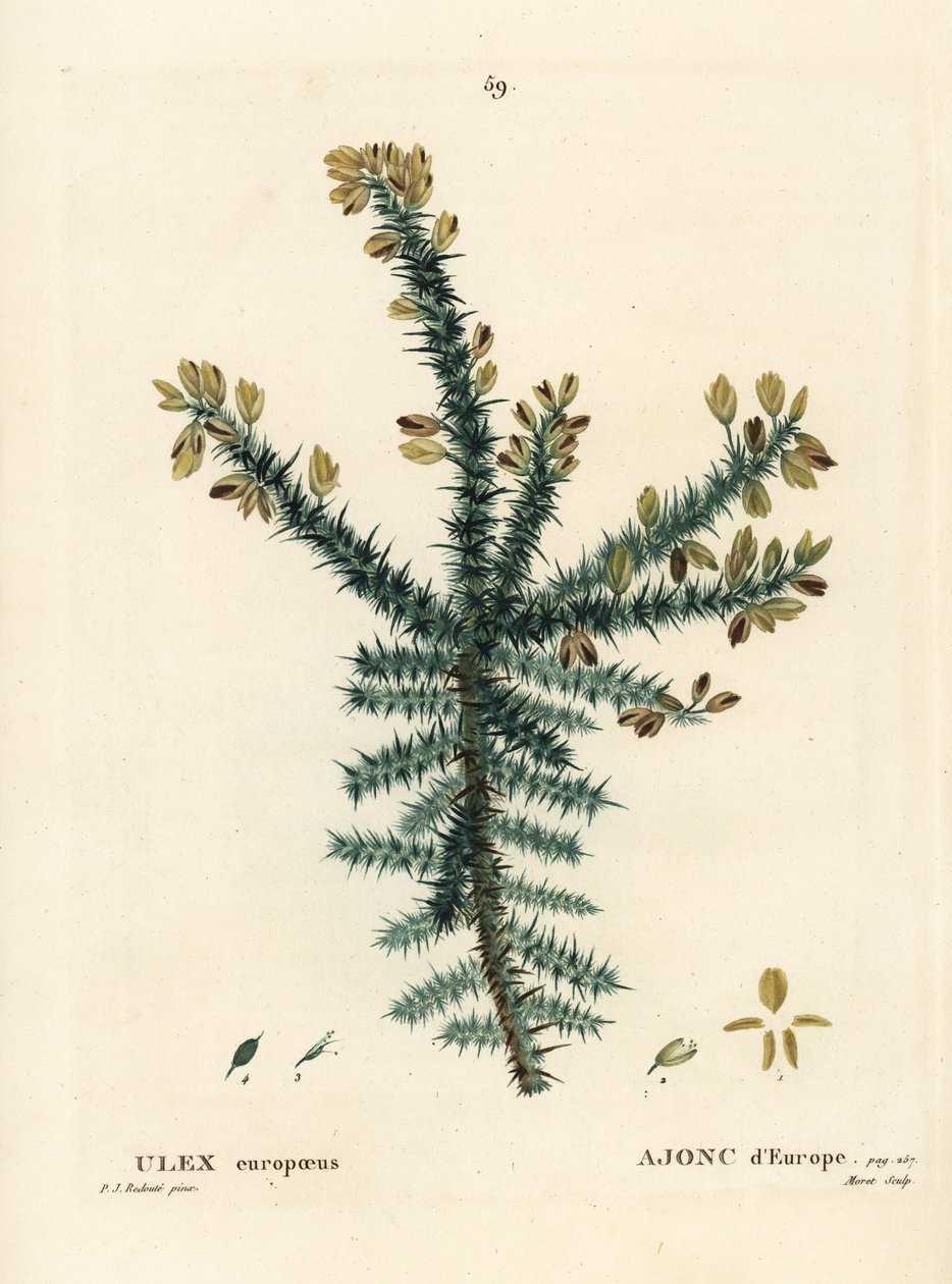 Gaspeldoorn, Ulex europaeus. Handgekleurde stipple gravure door Moret naar een illustratie van Pierre-Joseph Redoute uit Henri Louis Duhamel du Moncel