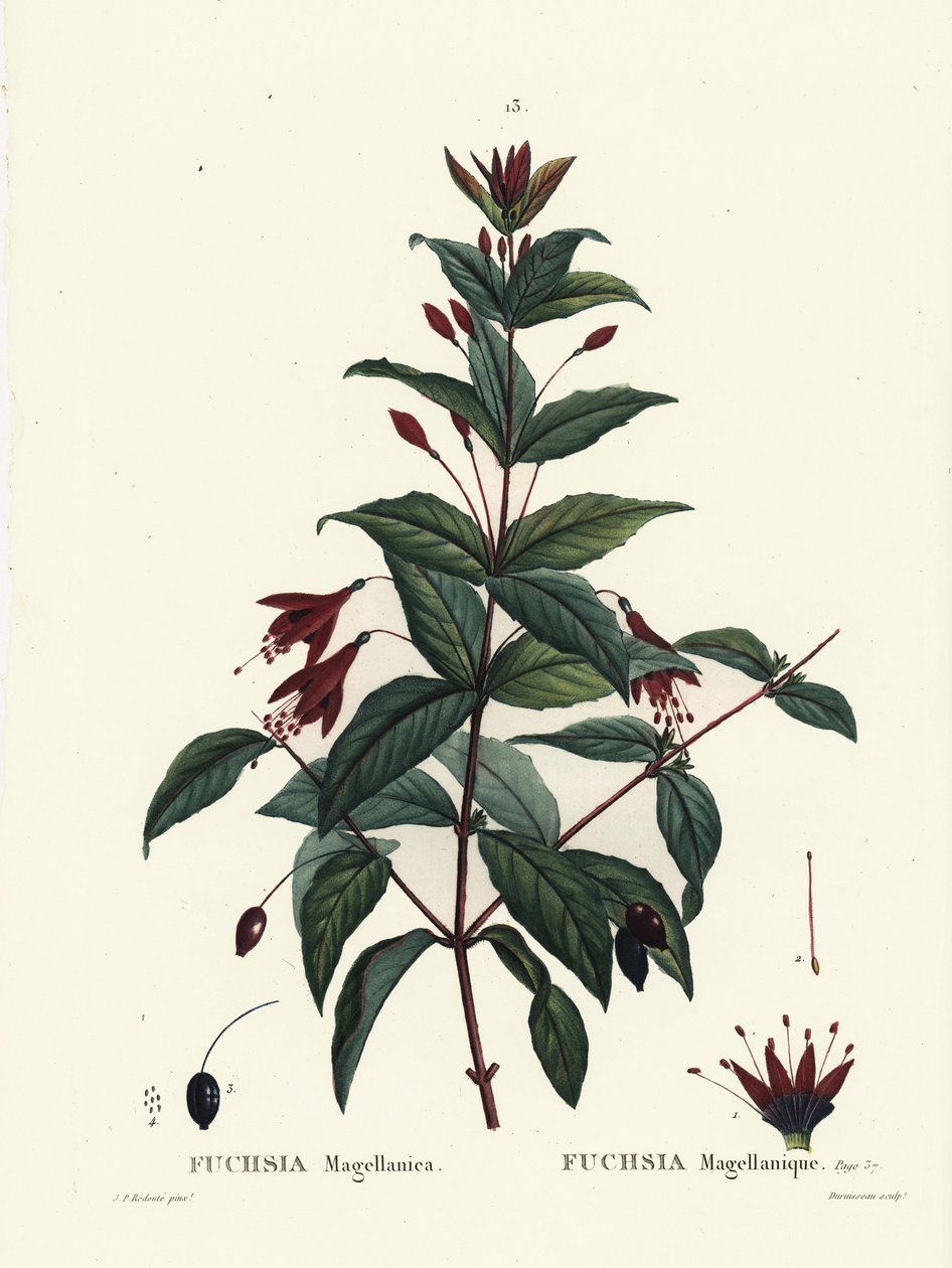 Kolibriefuchsia, Fuchsia magellanica door Pierre Joseph Redouté