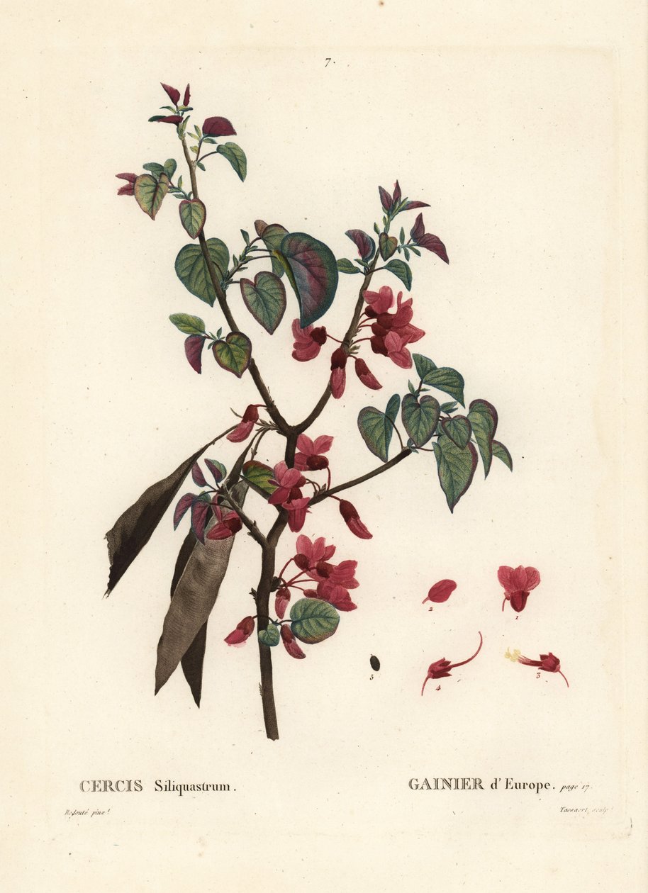Judasboom, Cercis siliquastrum. Handgekleurde stipple gravure door Tassaert naar een illustratie van Pierre-Joseph Redoute uit Henri Louis Duhamel du Moncel