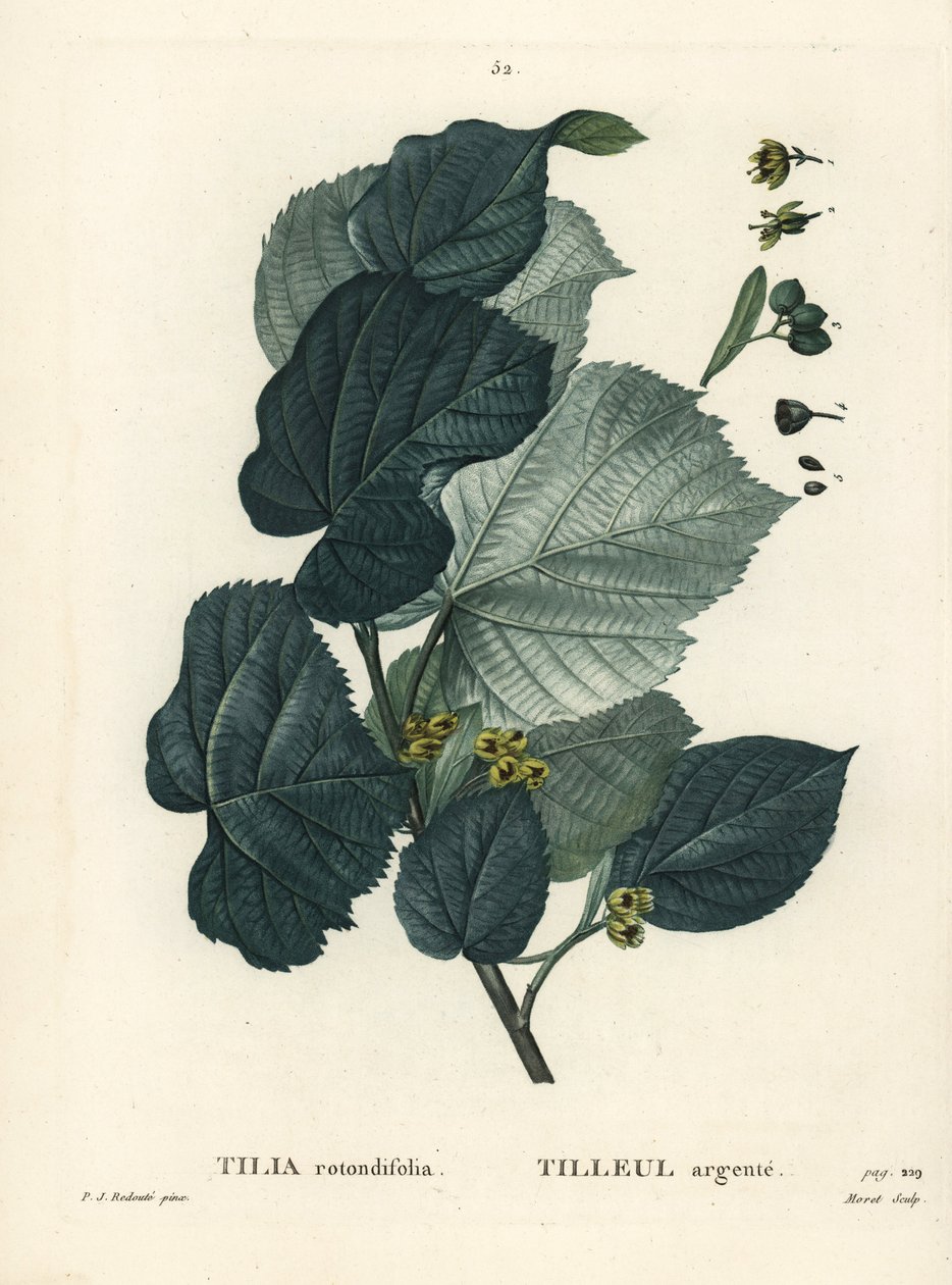 Lindeboom, Tilia rotundifolia. Handgekleurde stipple gravure door Moret naar een illustratie van Pierre-Joseph Redoute uit Henri Louis Duhamel du Moncel