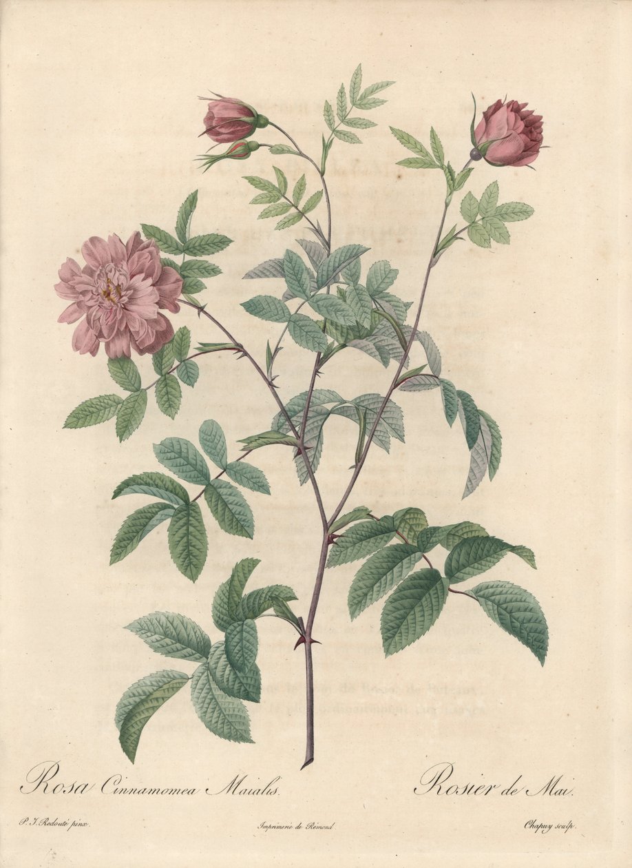 Meiroos of kaneelroos - Eau forte van Chapuy, naar een illustratie van Pierre Joseph Redoute (1759-1840), uit Les Roses door Pierre Joseph Redouté