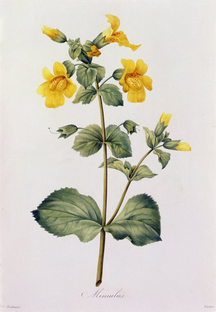 Mimulus door Pierre Joseph Redouté