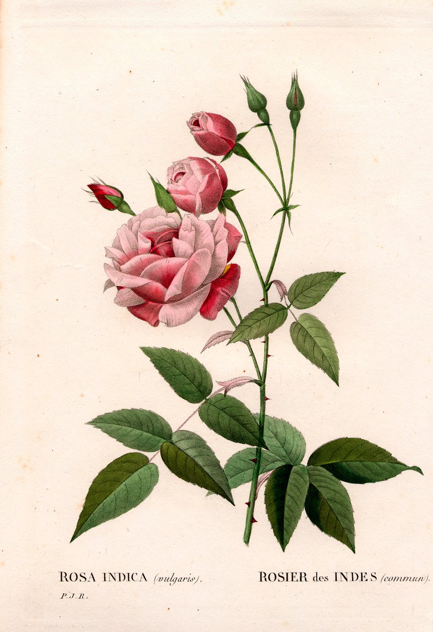 Oude blush roos, Rosa chinensis, Indiase roos gewoon. Handgekleurde stipple kopergravure uit Pierre Joseph Redoute
