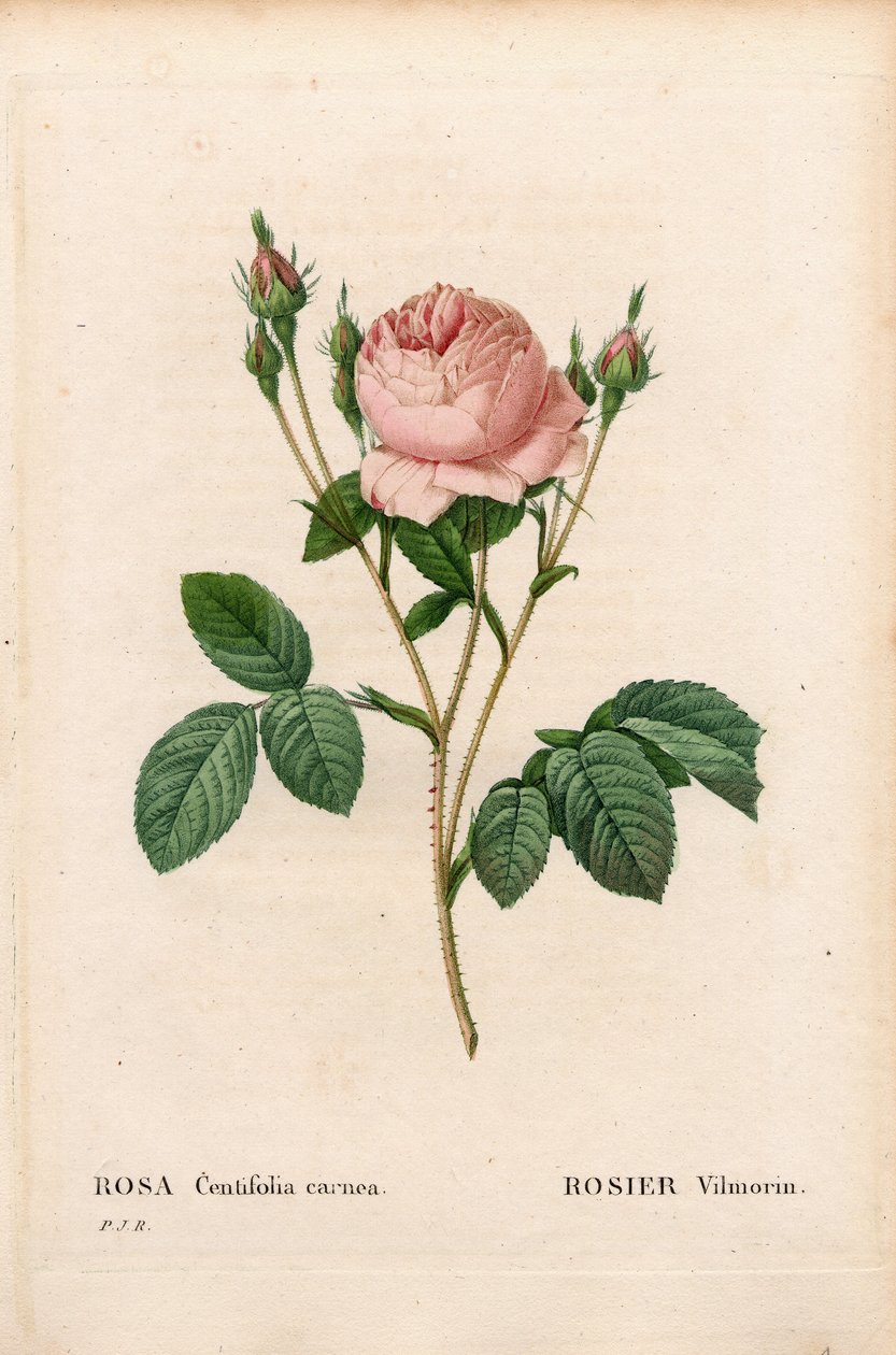 Roze Vilmorin, Rosa centifolia Vilmorin door Pierre Joseph Redouté