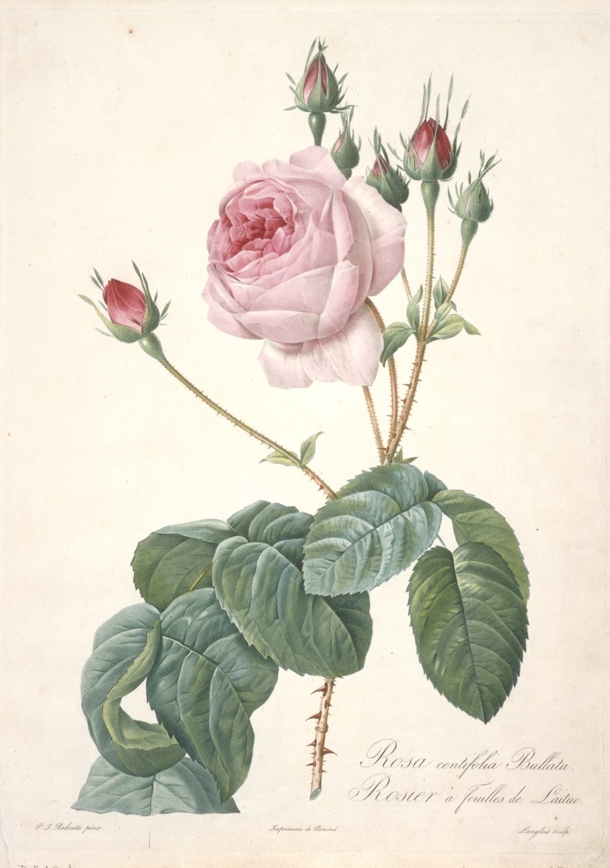 Rosa centifolia Bullata, Rosier a feuilles de Laitue, uit Les Roses, 1817-24 (handgekleurde stipple gravure) door Pierre Joseph Redouté