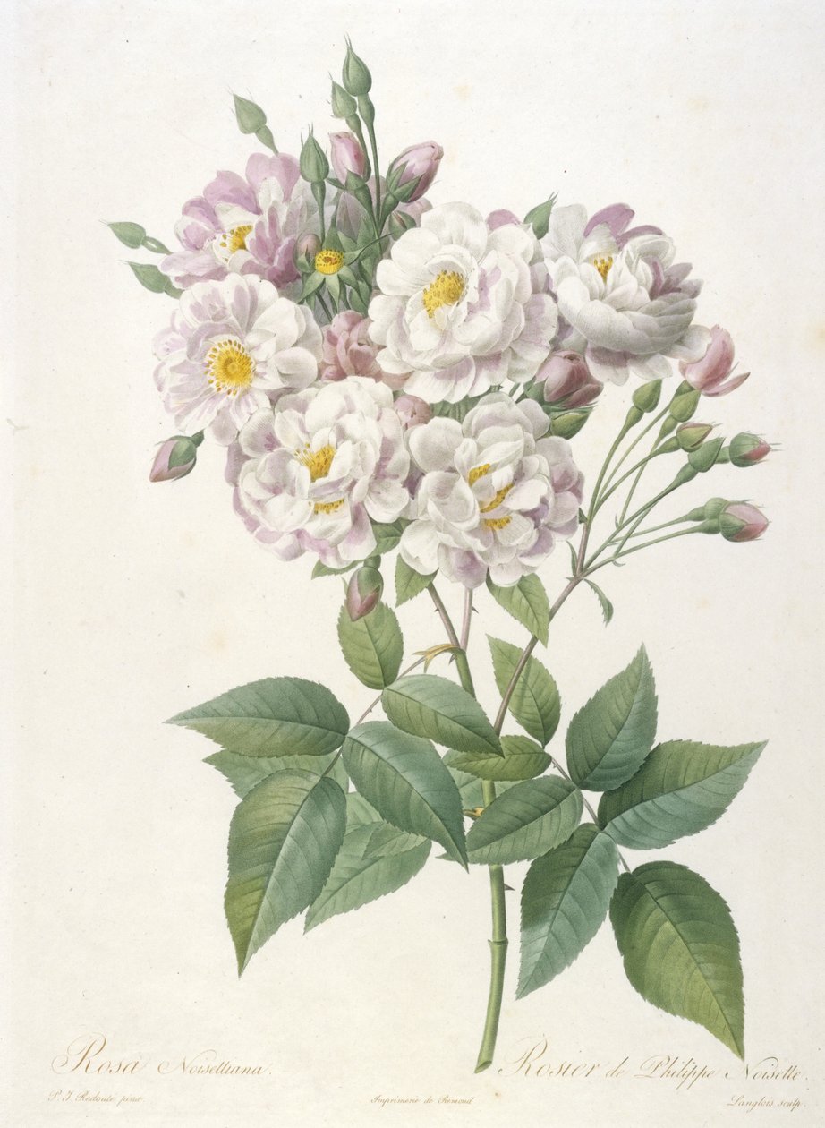 Rosa noisettiana, Rosier de Philippe de Noisette, uit La Couronne des Roses, 1817-24 (handgekleurde stipple gravure) door Pierre Joseph Redouté