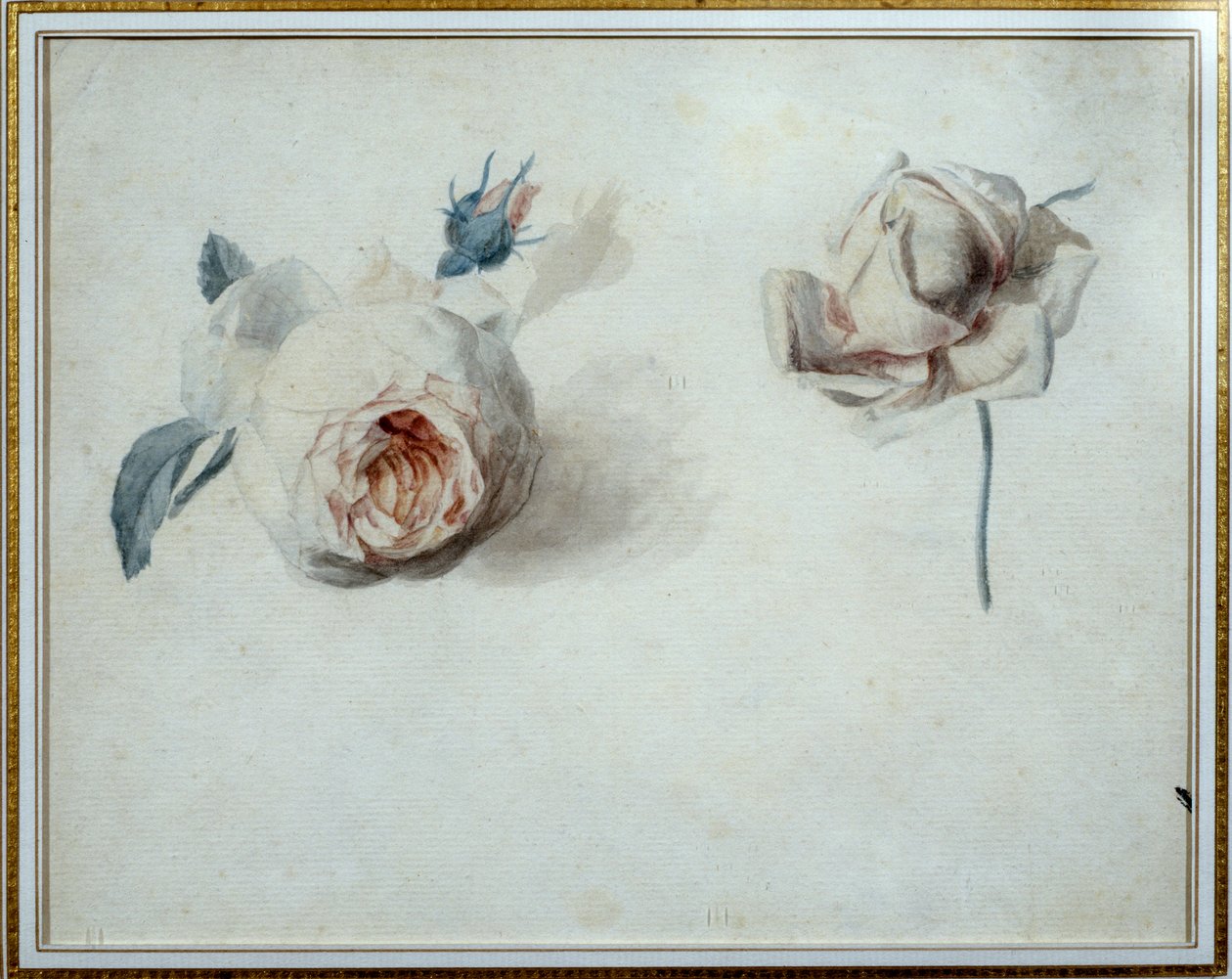 Rozenstudie Aquarel door Pierre Joseph Redoute (1759-1840) 19e eeuw Malmaison, musee du chateau. door Pierre Joseph Redouté