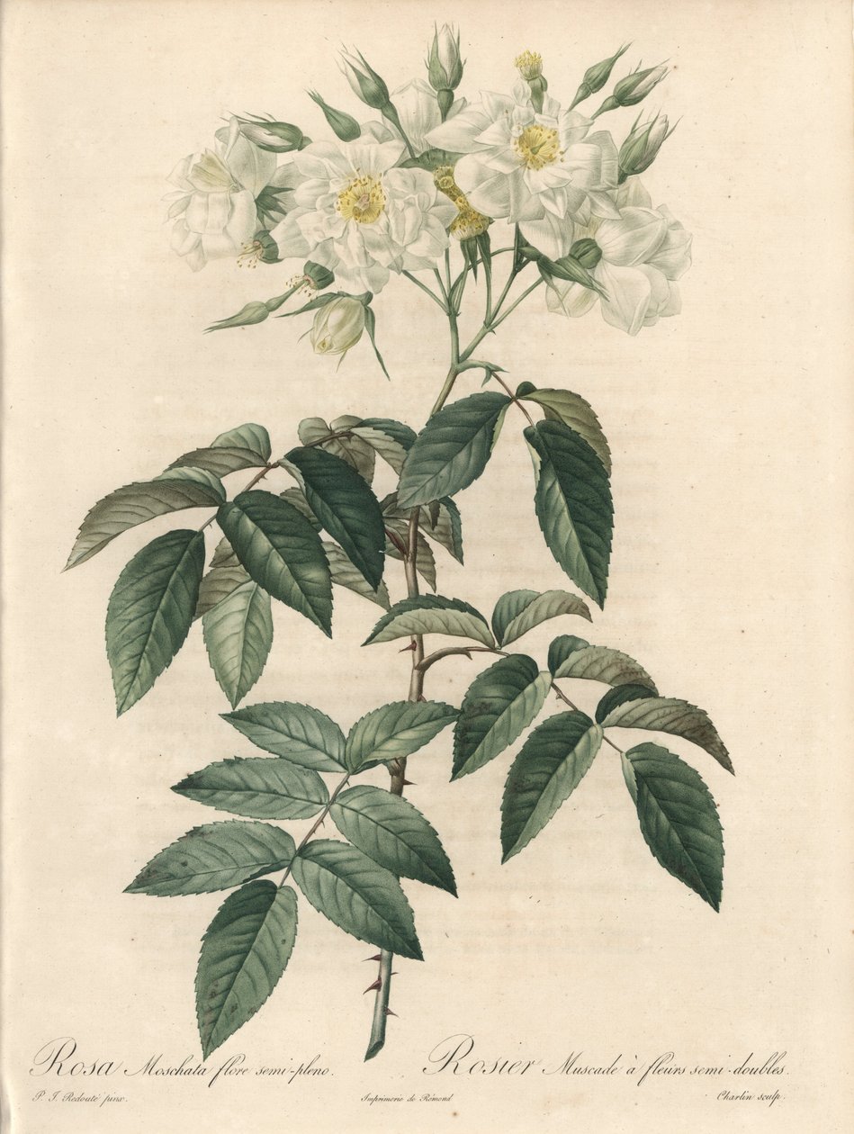 Rosier musque, met dubbele bloemen - Ets van Charlin, uit een illustratie van Pierre Joseph Redoute (1759-1840), extract uit Les Roses door Pierre Joseph Redouté