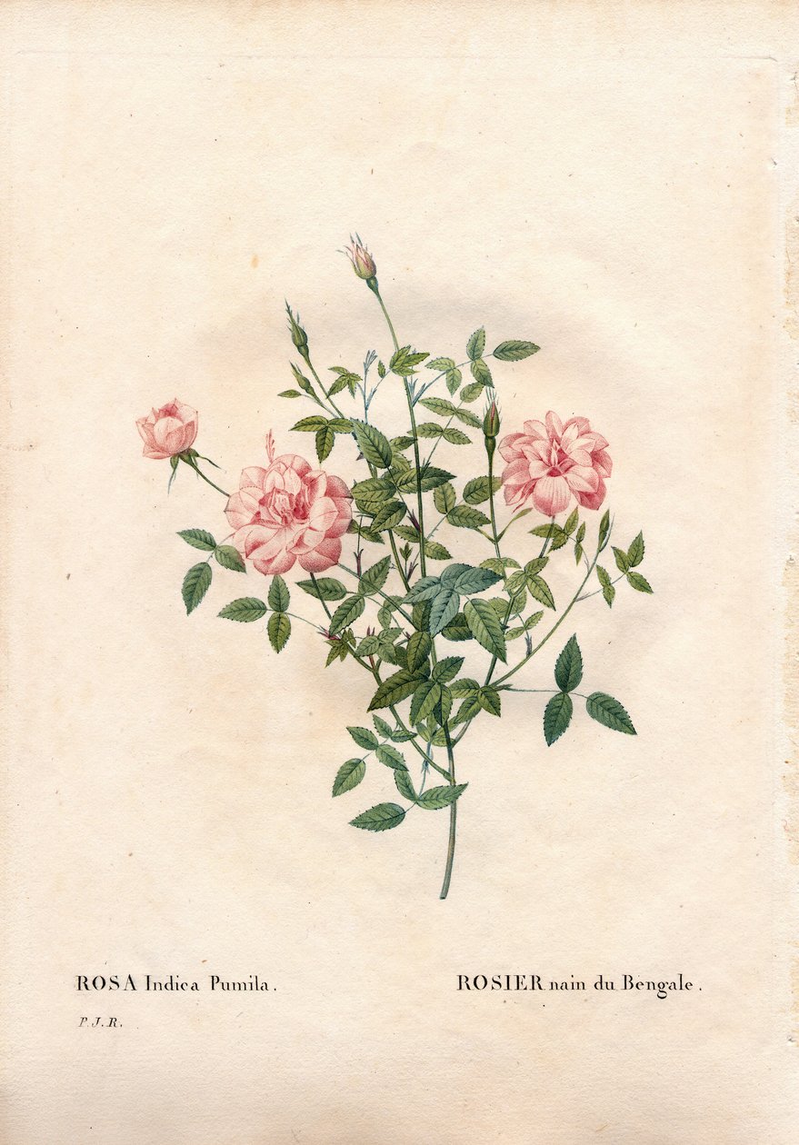 Rouletii roos, Rosa chinensis var. minima Rouletii, Bengaalse dwergroos. Handgekleurde stipple kopergravure uit Pierre Joseph Redoute