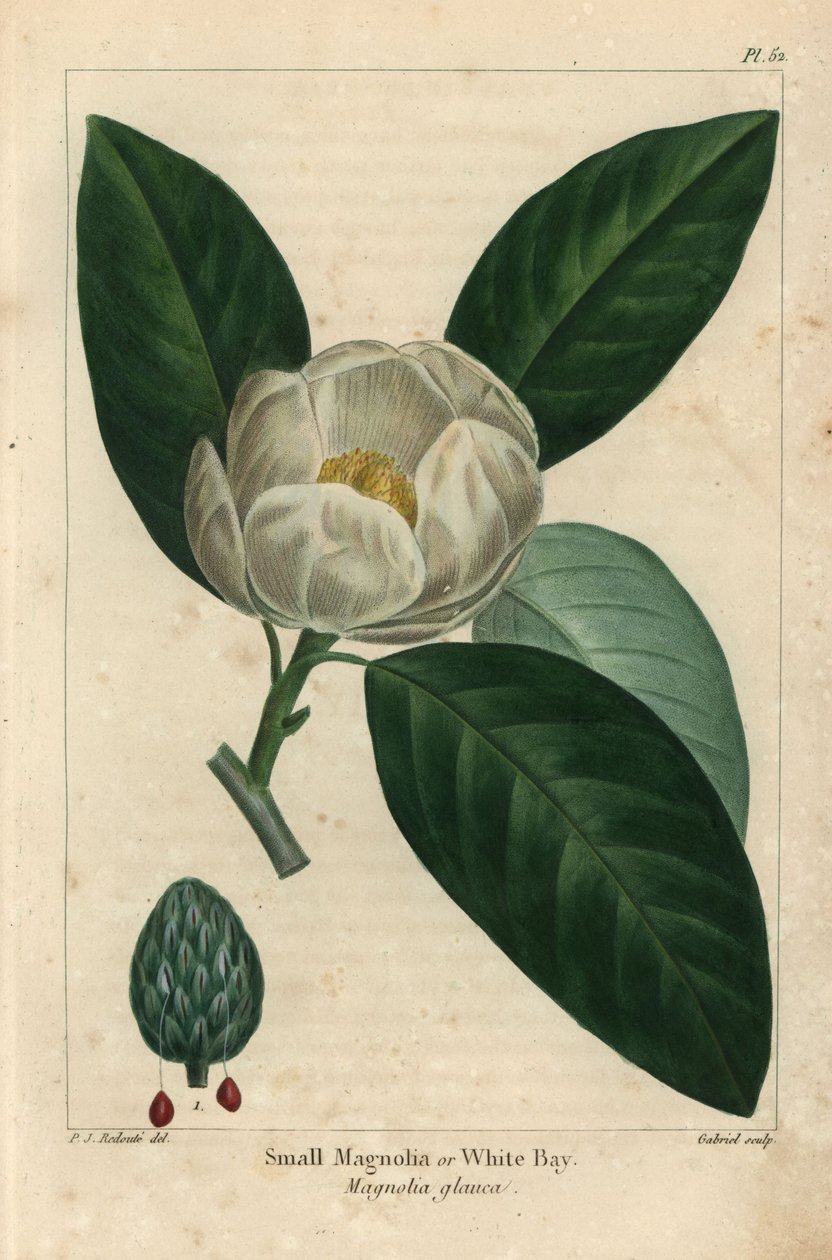 Kleine magnoliaboom of witte baai, Magnolia glauca door Pierre Joseph Redouté