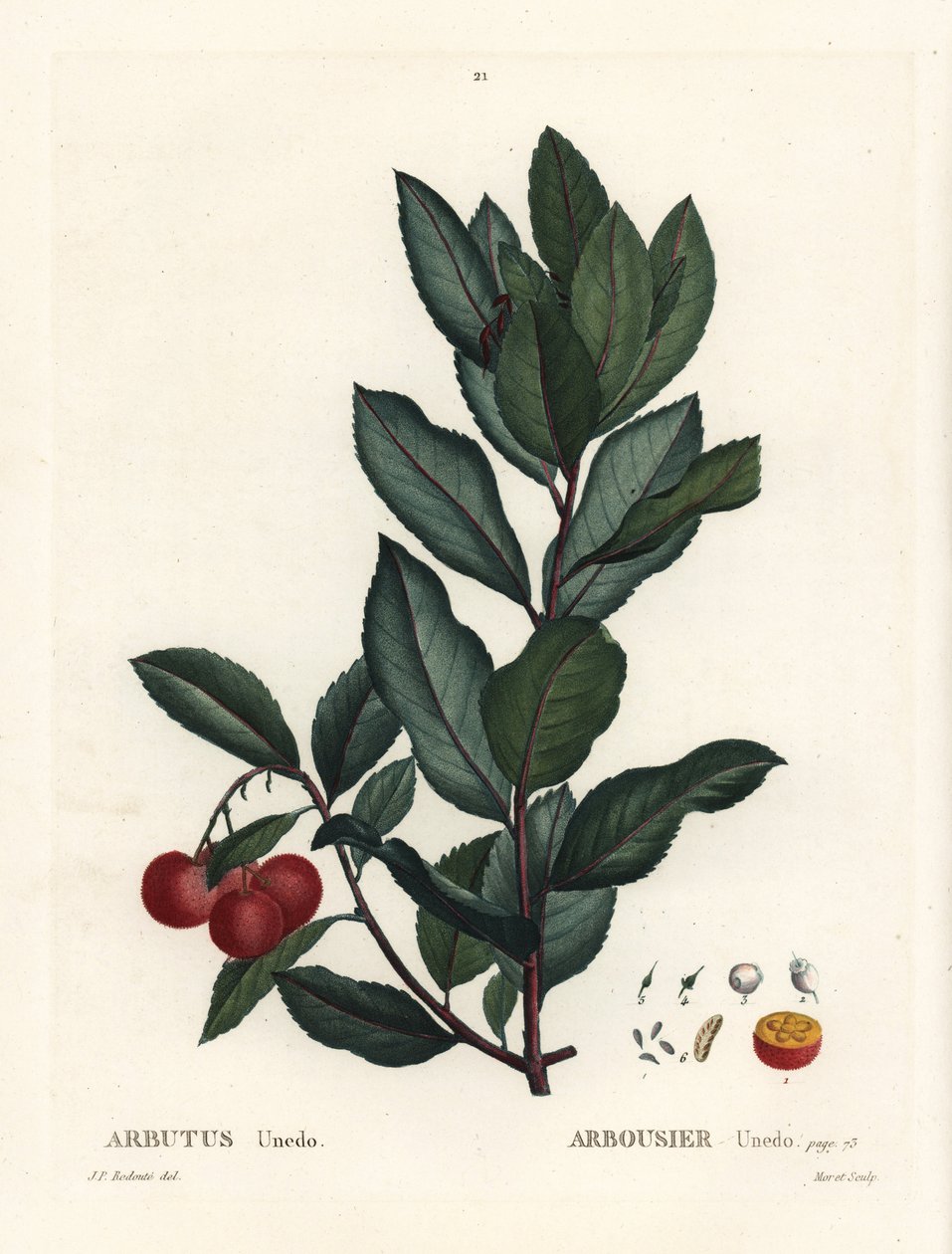 Aardbeiboom, Arbutus unedo. Handgekleurde stipple gravure naar een illustratie van Pierre-Joseph Redoute uit Henri Louis Duhamel du Monceau