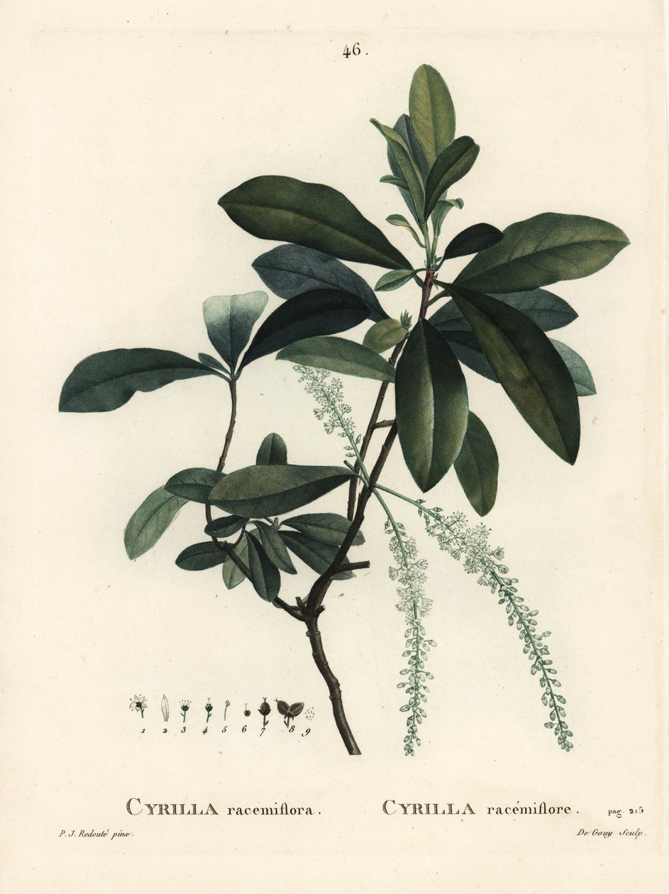 Moerascyrilla door Pierre Joseph Redouté