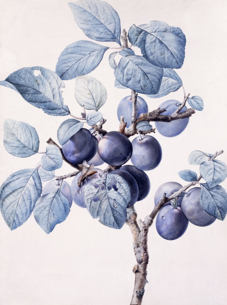 De Tak van een Pruimenboom met een Wesp die Water Drinkt op een Blad door Pierre Joseph Redouté