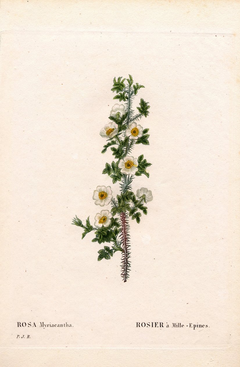 Duizenddoornige roos, Rose myriacantha. Handgekleurde stipple kopergravure uit Pierre Joseph Redoute