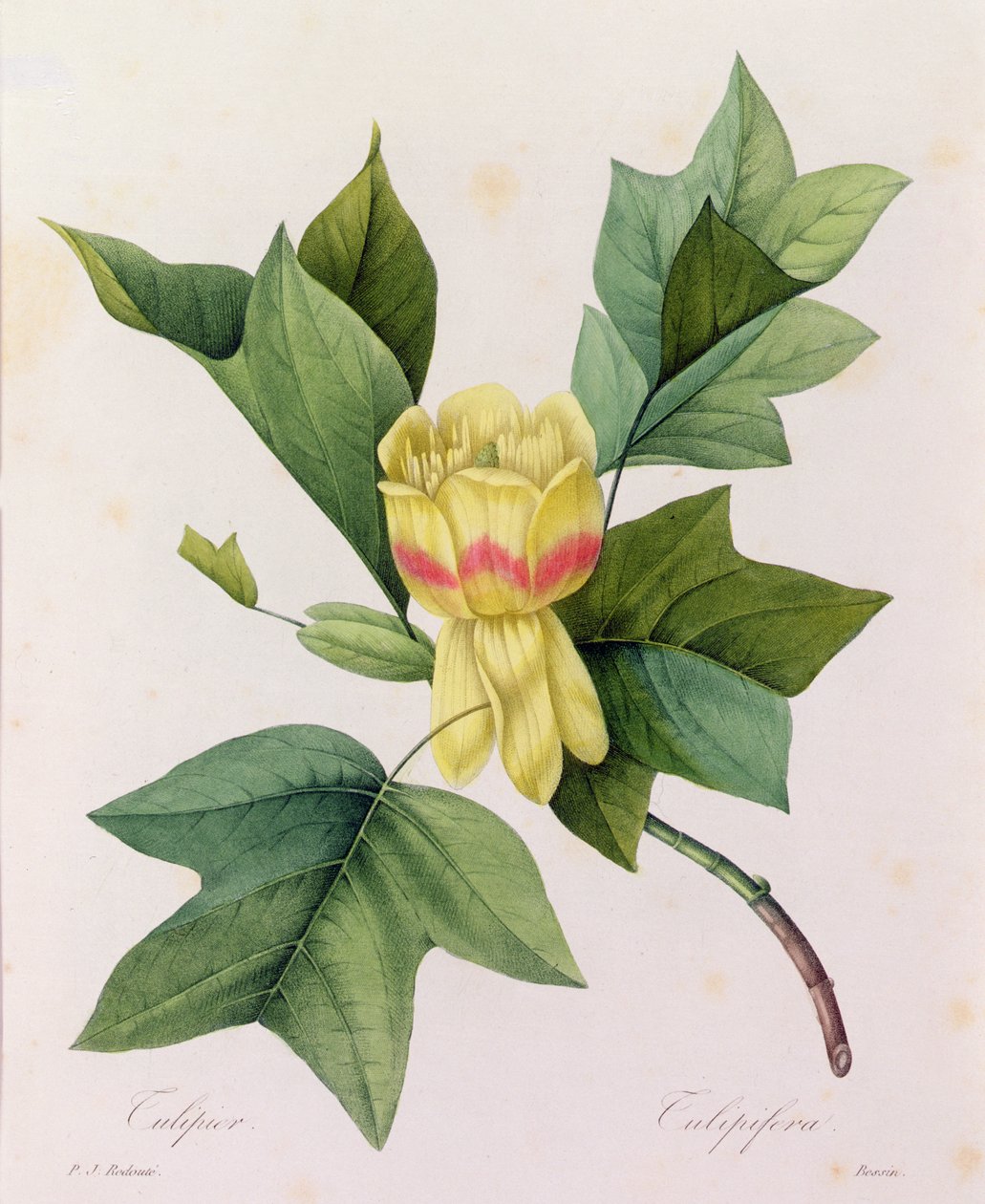 Tulipifera door Pierre Joseph Redouté