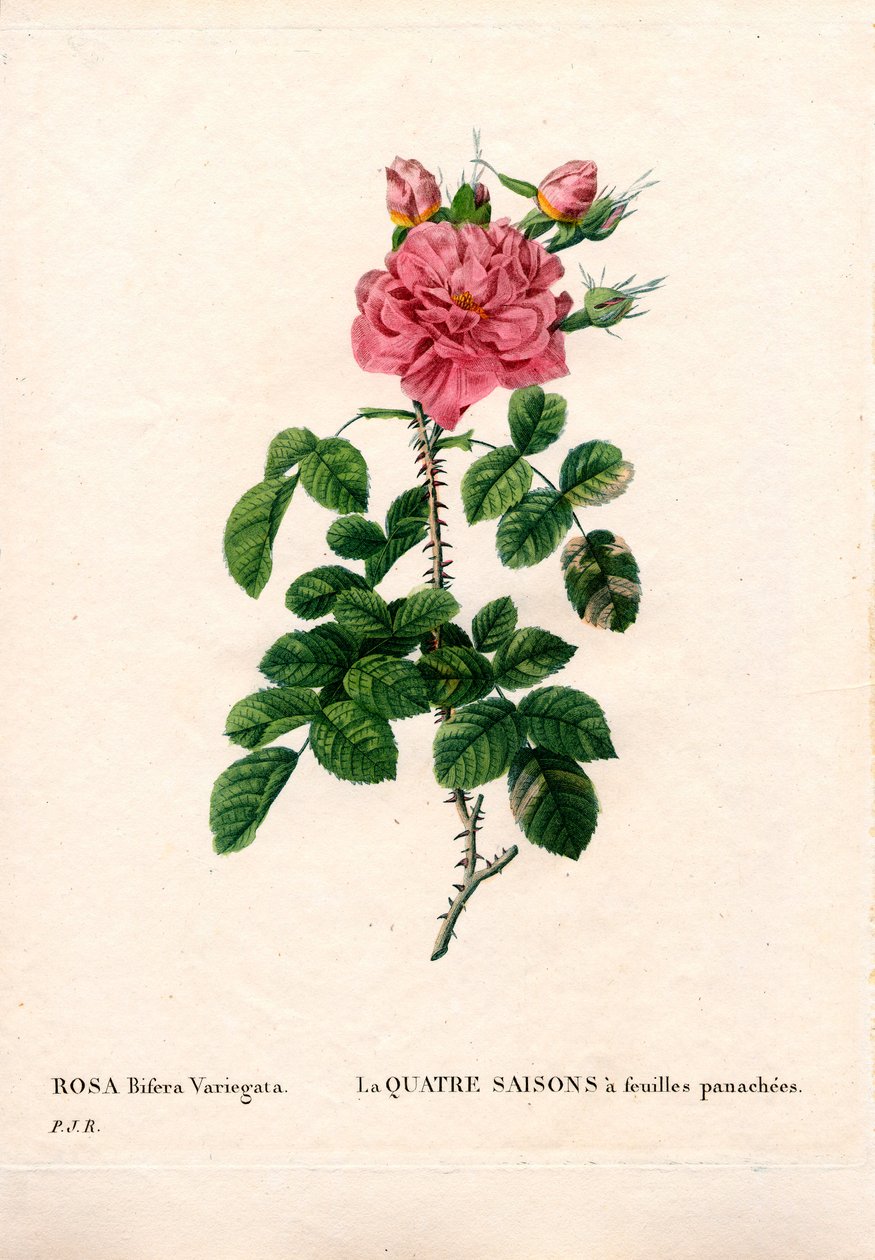 Bonte Vier Seizoenen roze, Rosa damascena var. bifera. Handgekleurde stipple kopergravure uit Pierre Joseph Redoute