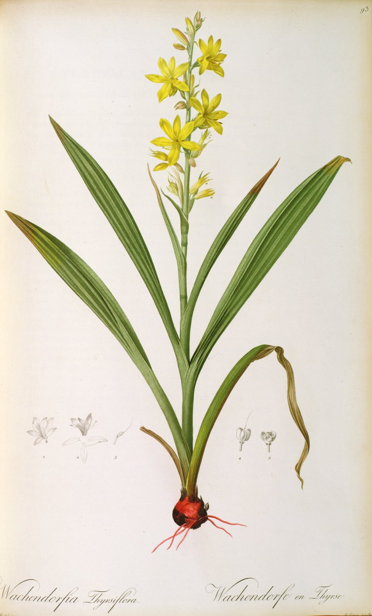 Wachendorfia Thyrsiflora, uit 
