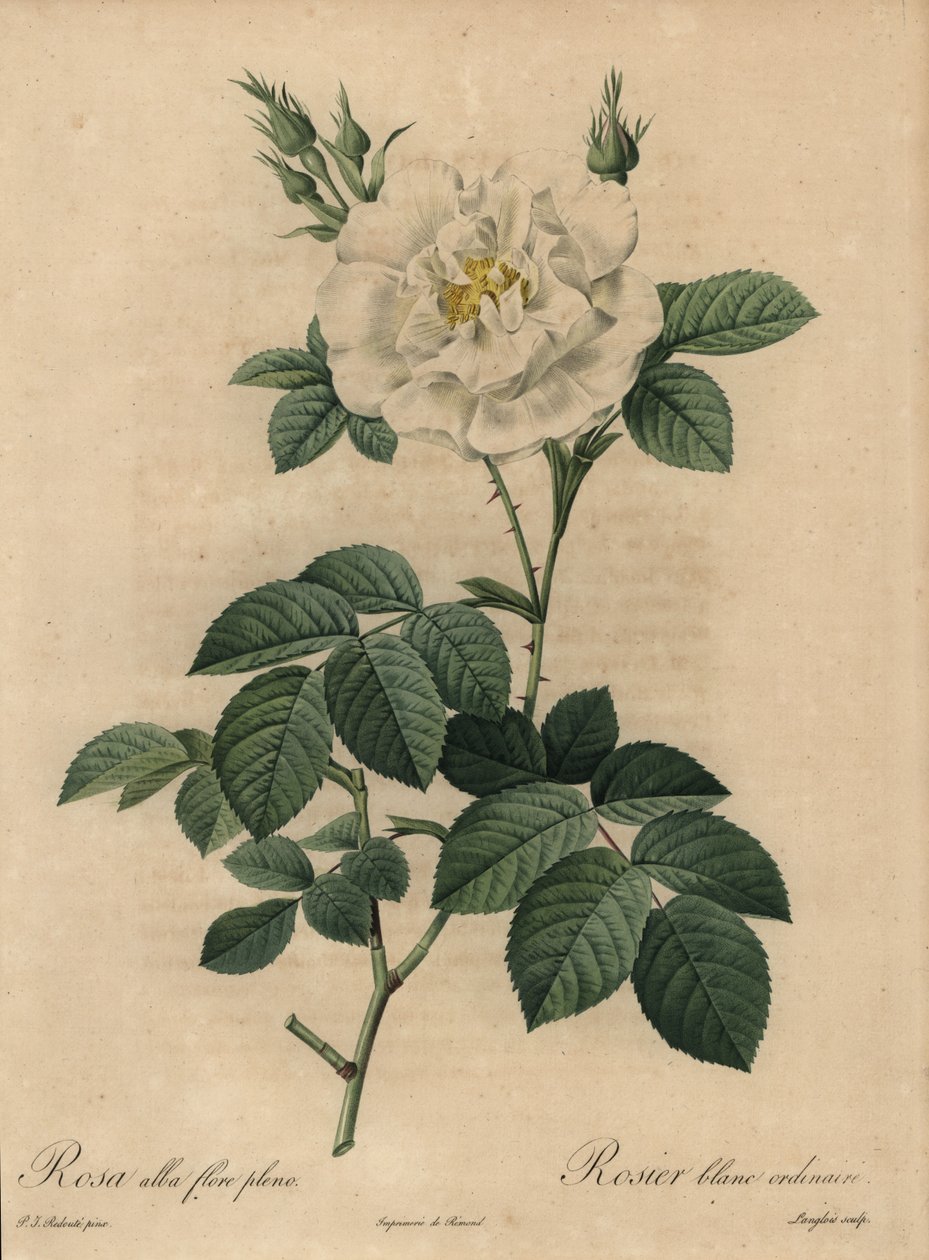 Witte roos, Rosa alba flore pleno door Pierre Joseph Redouté