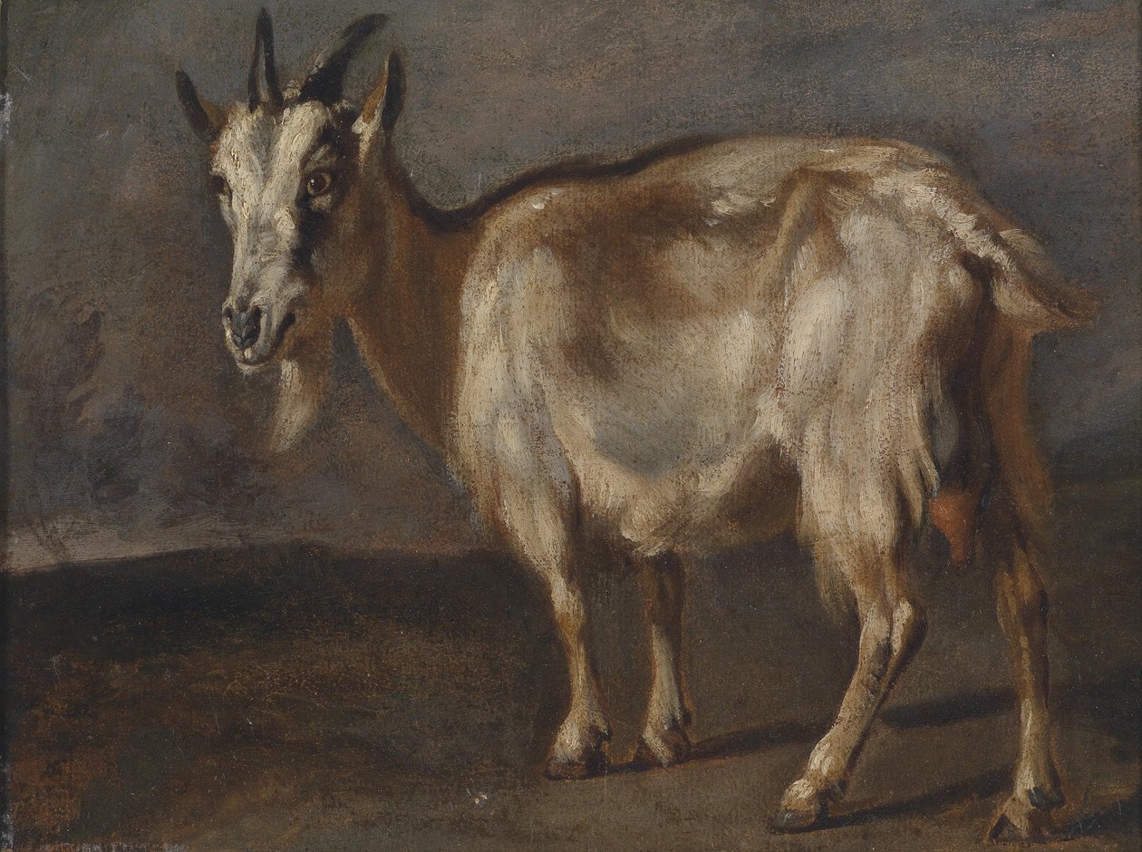 Studie van een geit door Pieter or Peter Boel