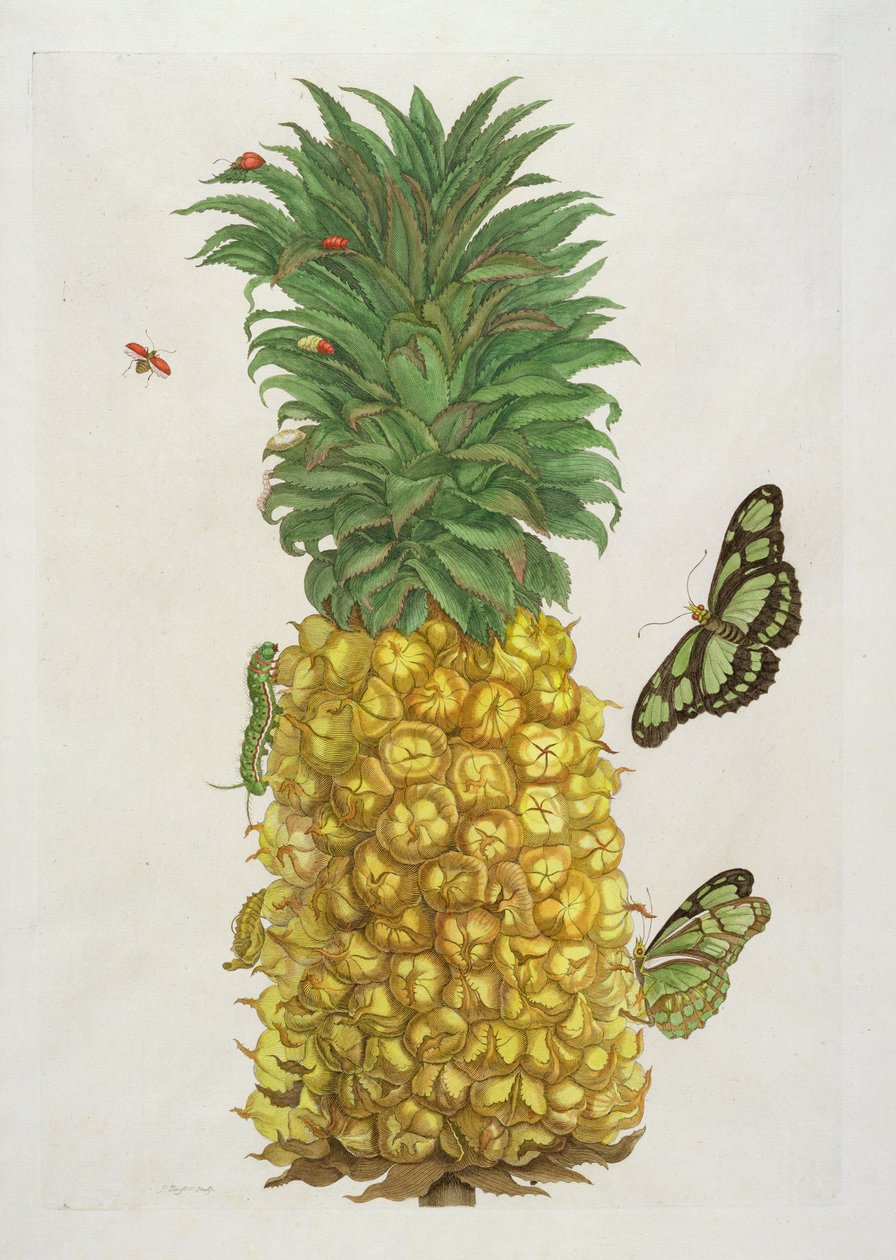 Ananas met rups en vlinders door Pieter Sluiter or Sluyter