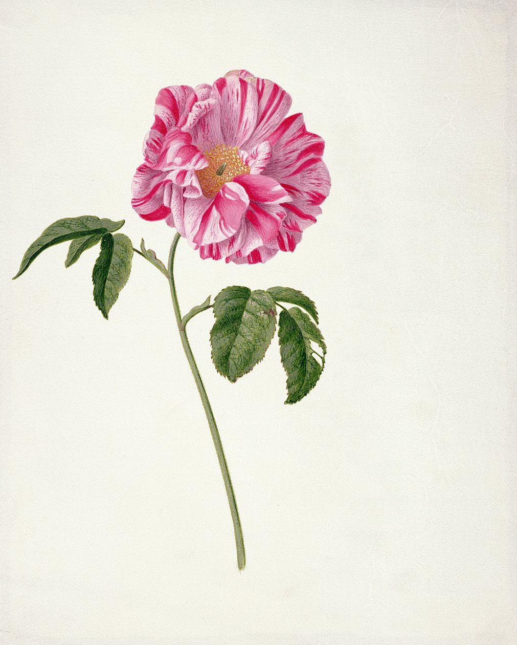 Rosa gallica versicolour (Rosa mundi) door Pieter Withoos