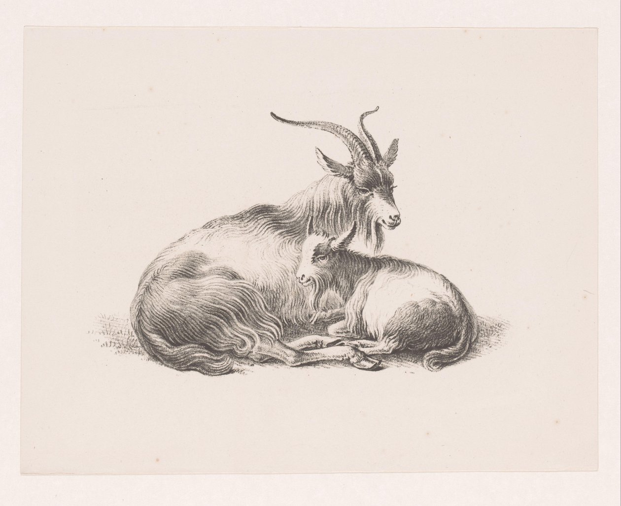 Bok en een geit door Pieter Bartholomeusz. Barbiers