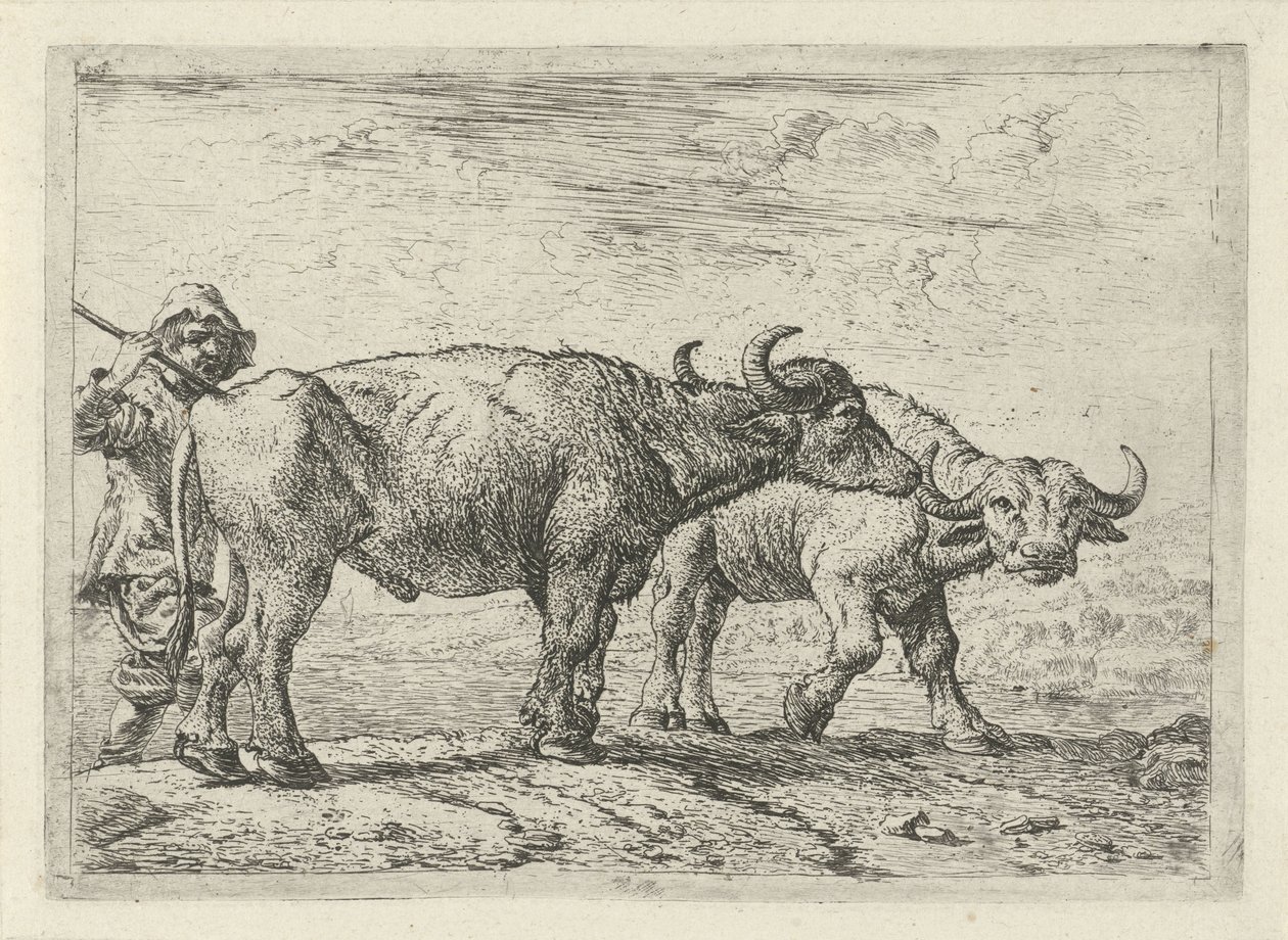 Twee buffels en een herder door Pieter Bodding van Laer