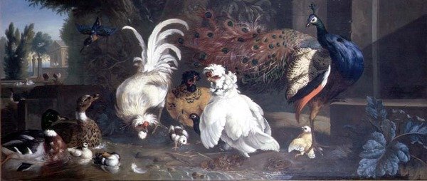 Een Pauw, Kippen, Eenden en een IJsvogel door Pieter Casteels