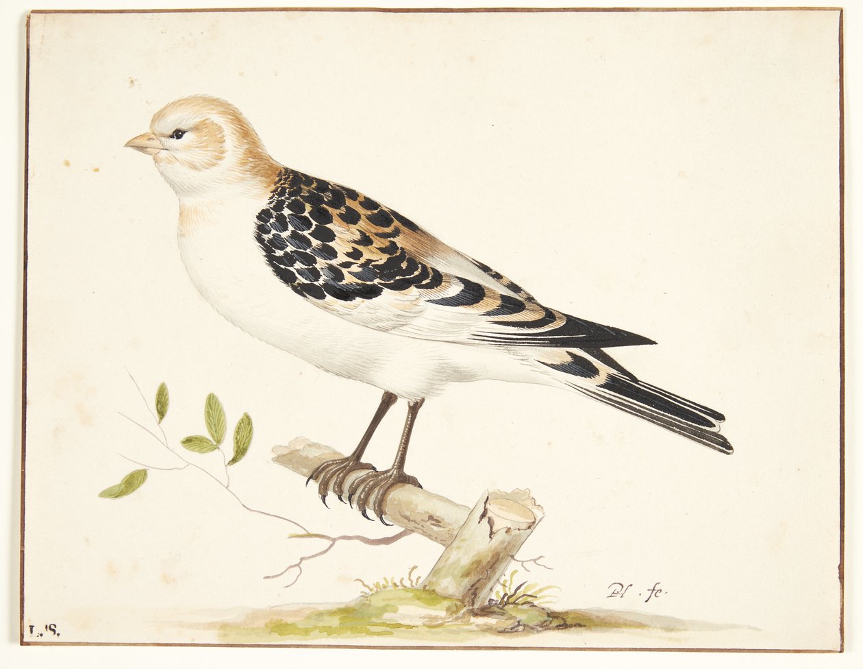 Een sneeuwgors (plectrophenax nivalis) door Pieter Holsteijn