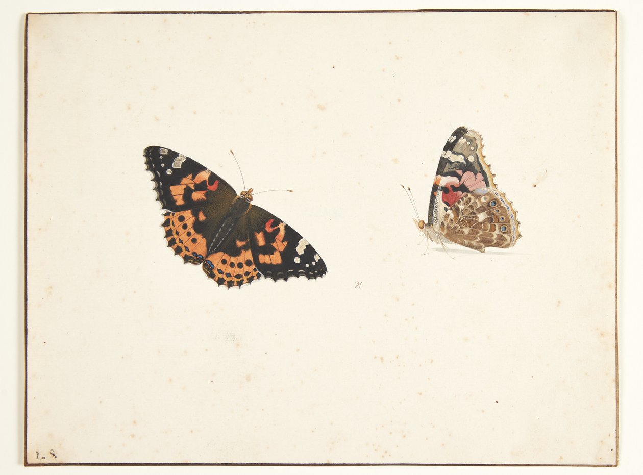Twee studies van een distelvlinder (vanessa cardui l.) door Pieter Holsteijn