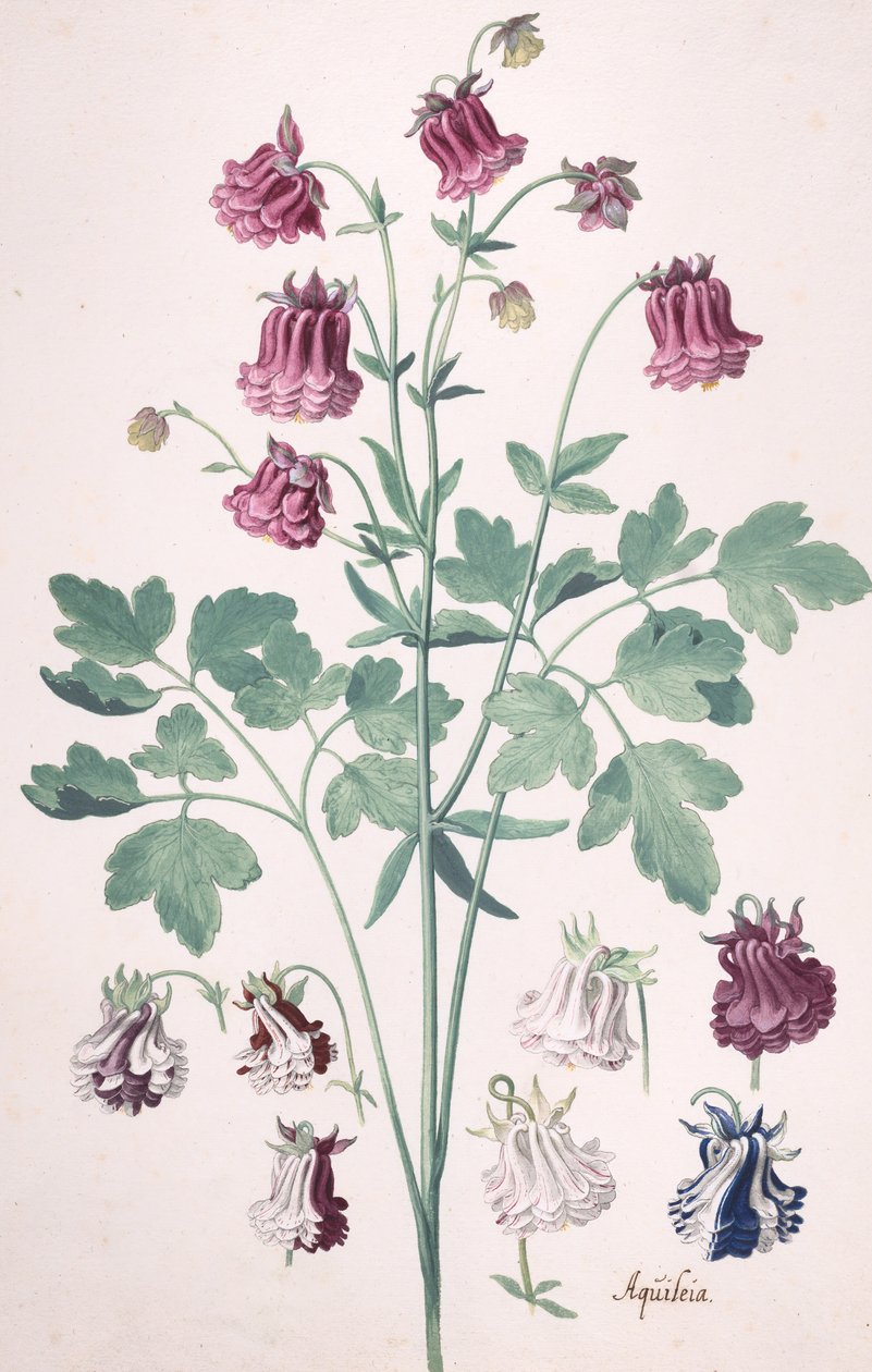 Een Columbine of Granny