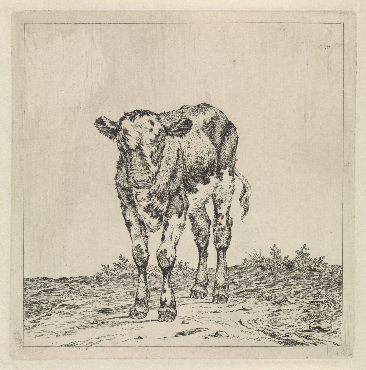 Landschap met kalf door Pieter Janson