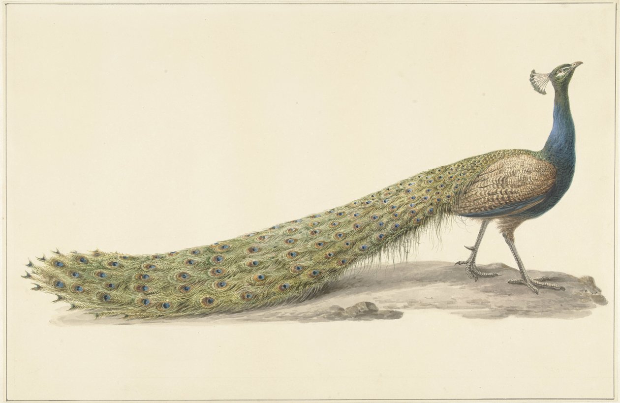 Blauwe pauw door Pieter Pietersz. Barbiers