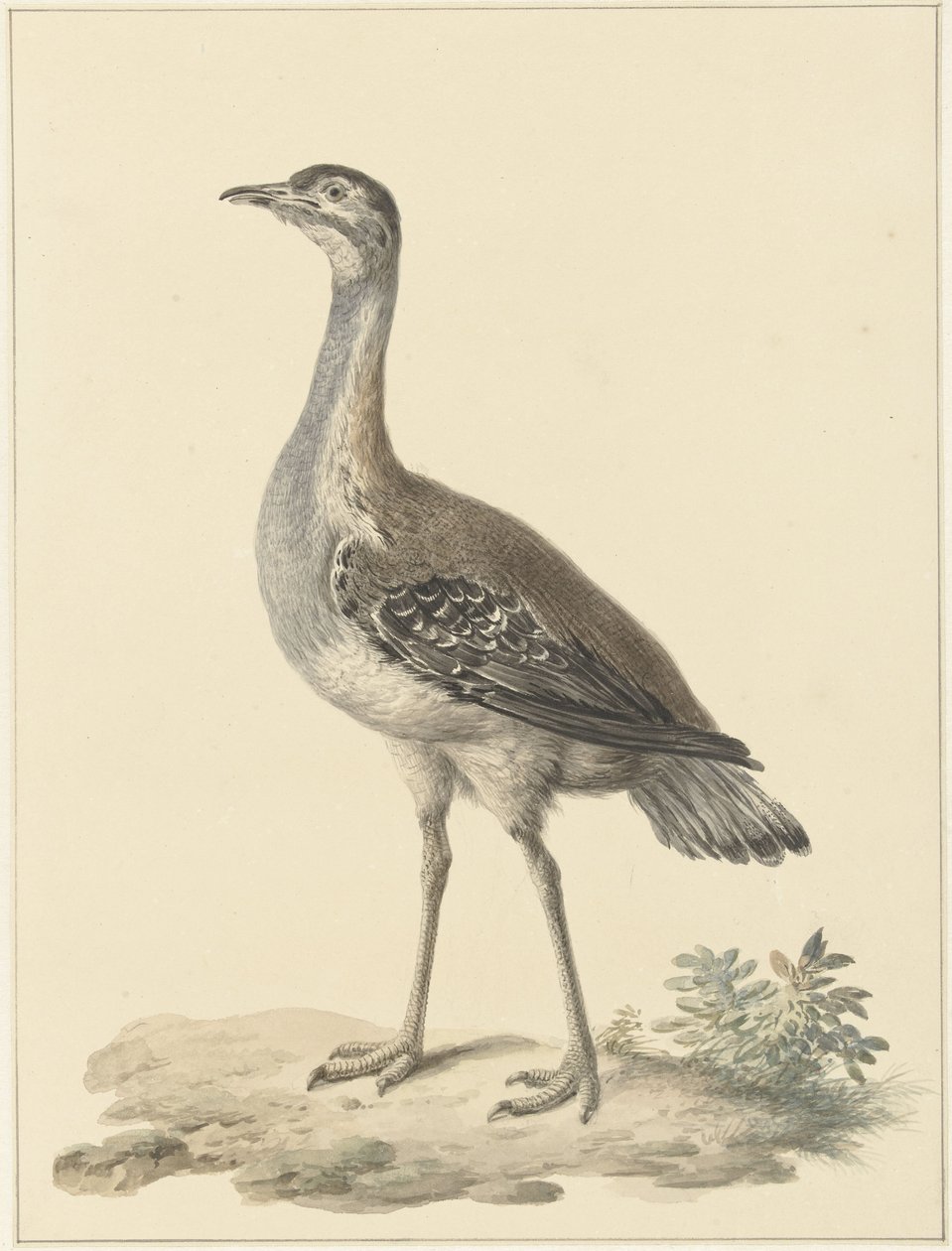 Denhams trap (Neotis denhami) door Pieter Pietersz. Barbiers