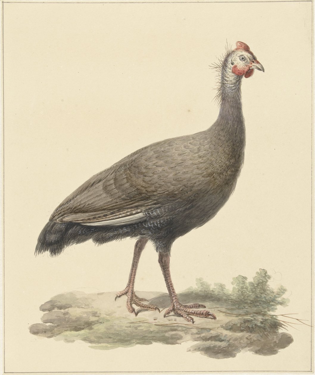 Helmparelhoen door Pieter Pietersz. Barbiers