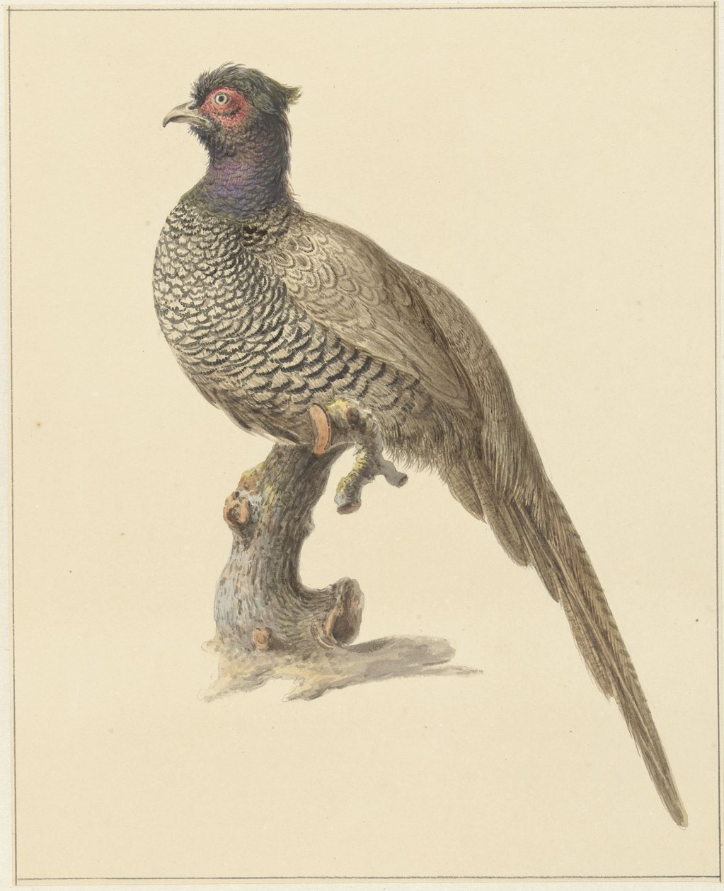 Jachtfazant door Pieter Pietersz. Barbiers