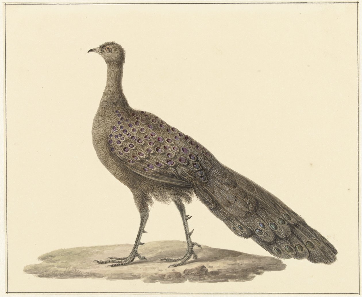Spiegelpauw door Pieter Pietersz. Barbiers
