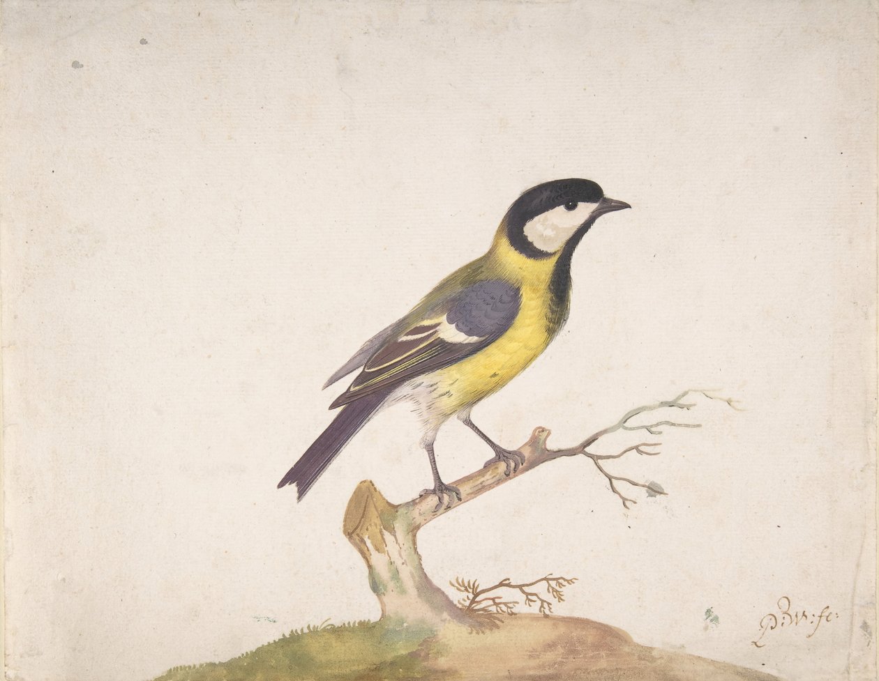 Een koolmees Parus major zittend op een tak, 1670-93 door Pieter Withoos