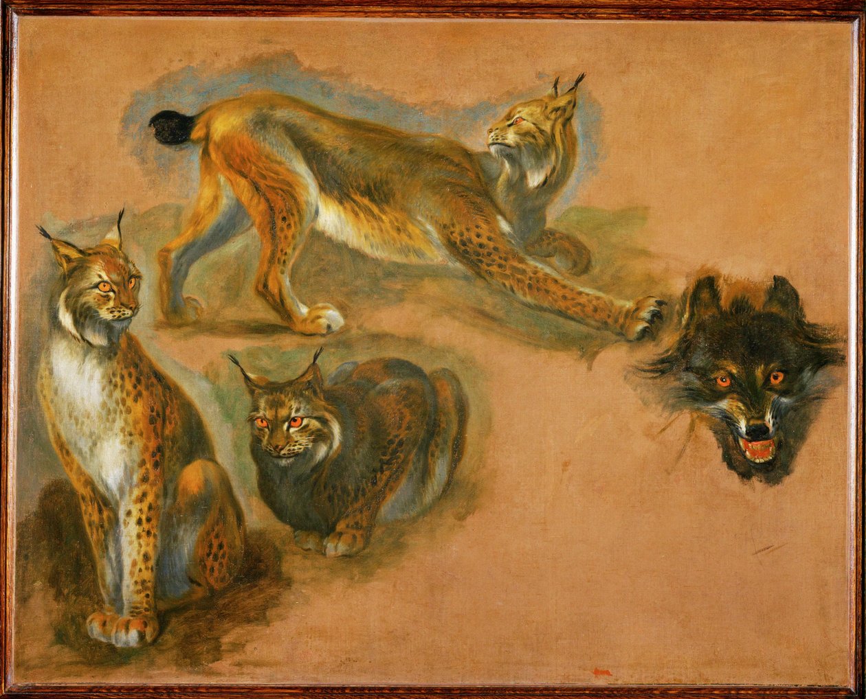 Een lynx, kop van een wolf (schilderij op doek) door Pieter or Peter Boel